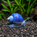 Amularis sp. australs blue — tropical fish for sale UK — AI natural aquarium view