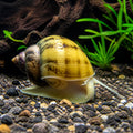 Amularis sp. australs color mix — tropical fish for sale UK — AI natural aquarium view