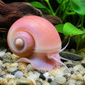 Amularis sp. australs pink — tropical fish for sale UK — AI natural aquarium view