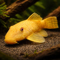 Ancistrus albino 2 - 2, — tropical fish for sale UK — AI hero driftwood view