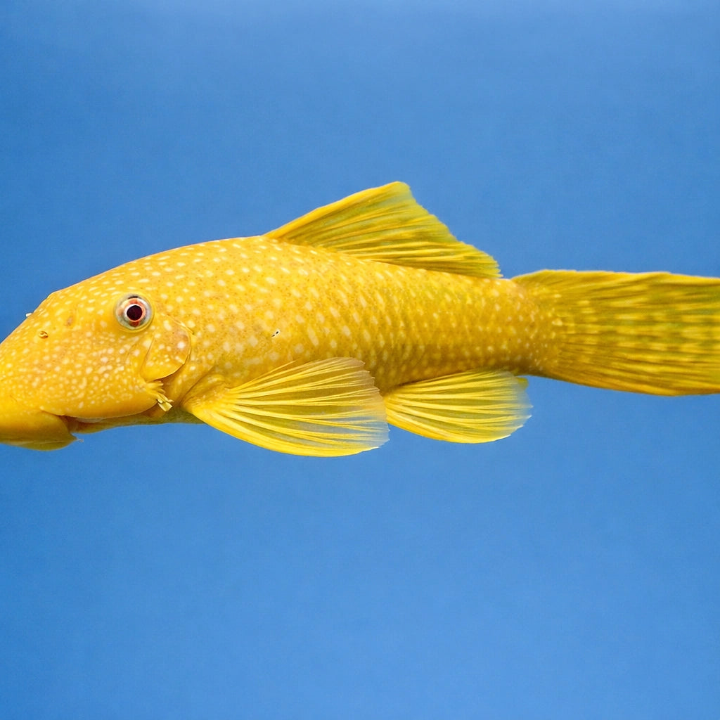 Ancistrus albino 2 - 2, — tropical fish for sale UK — AI side clean view
