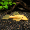 Ancistrus green dragon albino — tropical fish for sale UK — AI natural aquarium view