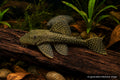 Green Dragon Ancistrus juvenile pleco with subtle greenish body and pale spotting - AI-generated reference image