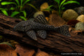 Ancistrus L59 juvenile bristlenose pleco with dark spotted body on driftwood - AI-generated reference image