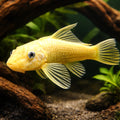 Ancistrus lemon l 144 4 - — tropical fish for sale UK — AI hero driftwood view