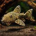 Ancistrus mato grosso - lda 08 3,5 - 4, — tropical fish for sale UK — AI hero driftwood view