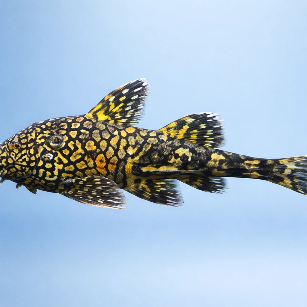 Ancistrus mato grosso - lda 08 3,5 - 4, — tropical fish for sale UK — AI side clean view