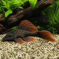 Ancistrus red black long fin — tropical fish for sale UK — AI natural aquarium view