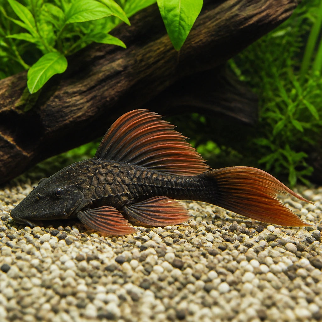 Ancistrus red black long fin — tropical fish for sale UK — AI natural aquarium view