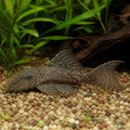 Ancistrus sp. LDA016 Long Fin — Catfish cory pleco for sale UK — AI natural aquarium view