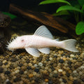 Snow White Bristlenose Pleco - Ancistrus Sp. Snow White - South American Catfish, Stunning Addition to Your Aquarium Cleaning Crew for a Thriving Ecosystem, Beautiful Algae Eater for Freshwater Tanks — for sale UK — AI natural aquarium view
