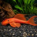 Red Long Fin Bristlenose Pleco — Catfish cory pleco for sale UK — AI natural aquarium view