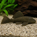 Ancistrus wabenmuster — tropical fish for sale UK — AI natural aquarium view
