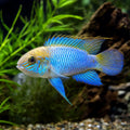 Andinoacara Pulcher «Neon Blue» (Nannacara sp.) - UK — AI natural aquarium view