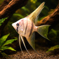 Angel Fish Small (Pterophyllum scalare scalare) - Freshwater Angelfish for Sale UK — AI hero driftwood view