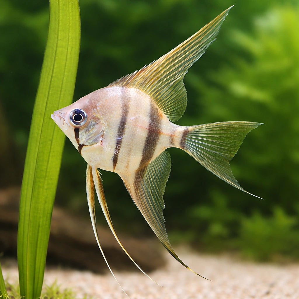 Angel Fish Small (Pterophyllum scalare scalare) - Freshwater Angelfish for Sale UK — AI scale plant view