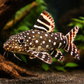 Angel squeaker — tropical fish for sale UK — AI hero driftwood view