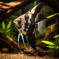 angelfish tank mates — Angelfish for sale UK — AI hero driftwood view