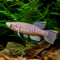 Gardner's Lyretail Killifish - UK — tropical fish for sale UK — AI natural aquarium view