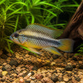 Apistogramma Baenschi - Inca — tropical fish for sale UK — AI natural aquarium view
