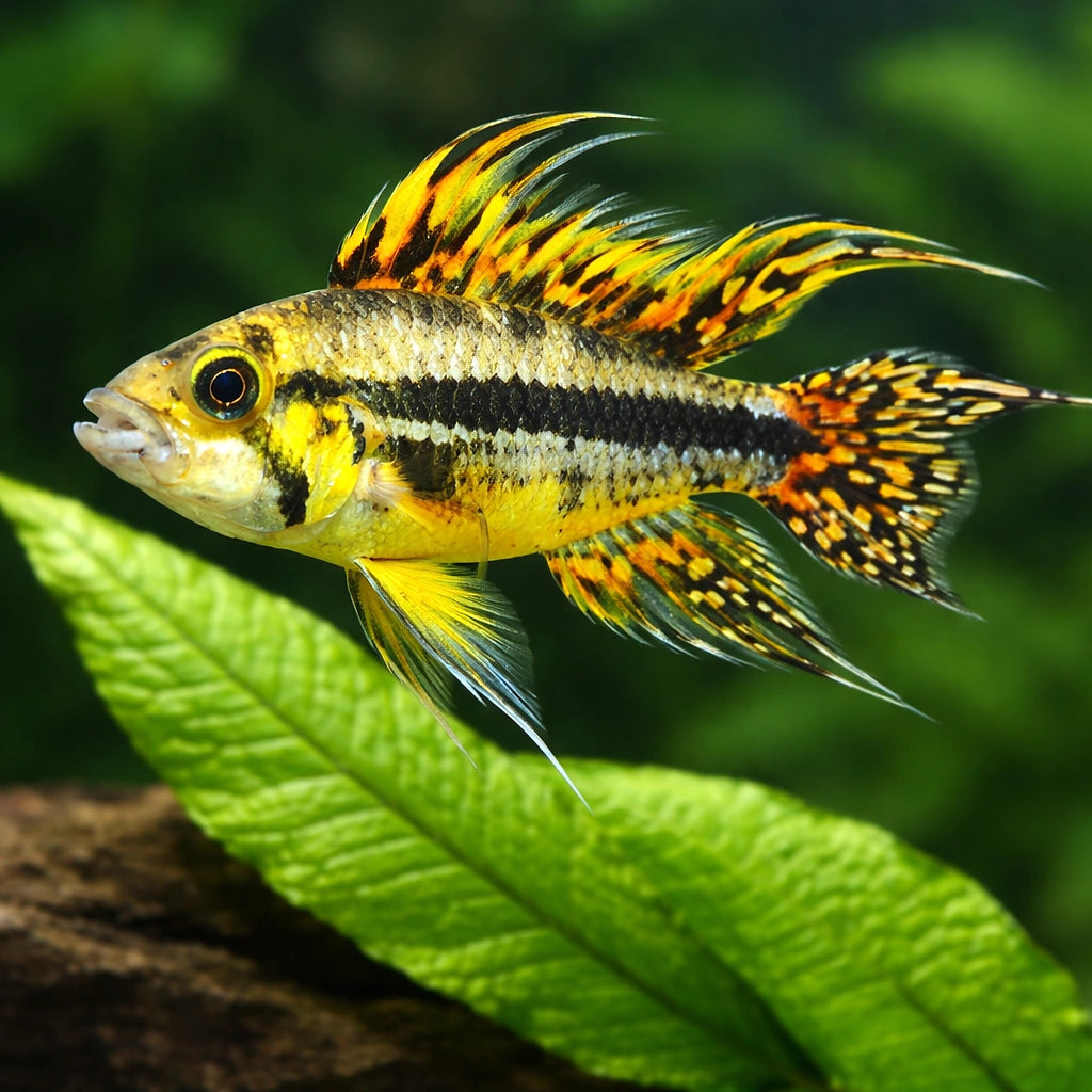  — tropical fish for sale UK — AI scale plant view