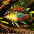  — tropical fish for sale UK — AI hero driftwood view