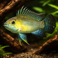  — tropical fish for sale UK — AI hero driftwood view