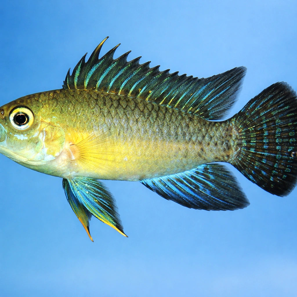  — tropical fish for sale UK — AI side clean view