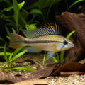 Apistogramma Mendezi «Santa Isabel» — Dwarf Cichlid for sale UK — AI natural aquarium view