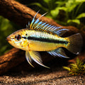  — tropical fish for sale UK — AI hero driftwood view