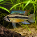 Apistogramma Sp. Wilhelmi — Dwarf Cichlid for sale UK — AI natural aquarium view