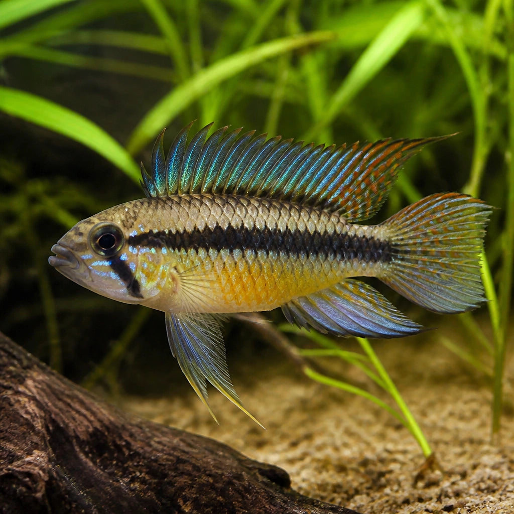 Apistogramma Sp. Wilhelmi — Dwarf Cichlid for sale UK — AI natural aquarium view