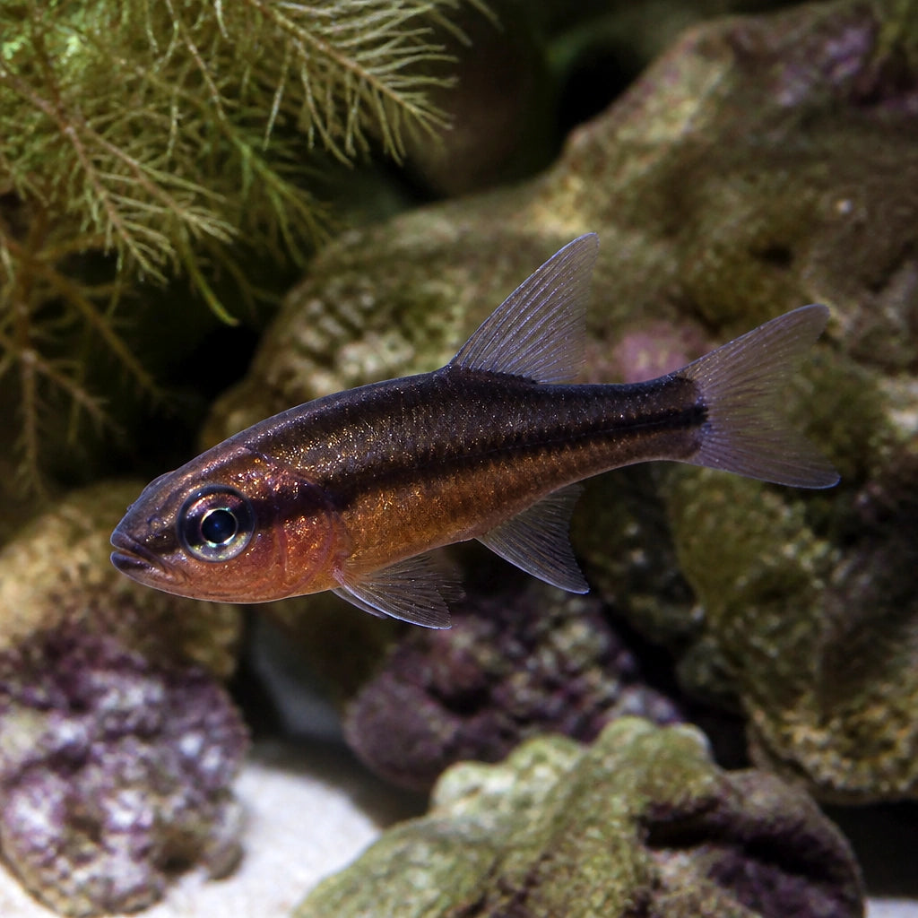 Apogonichthyoides melas M — tropical fish for sale UK — AI natural aquarium view