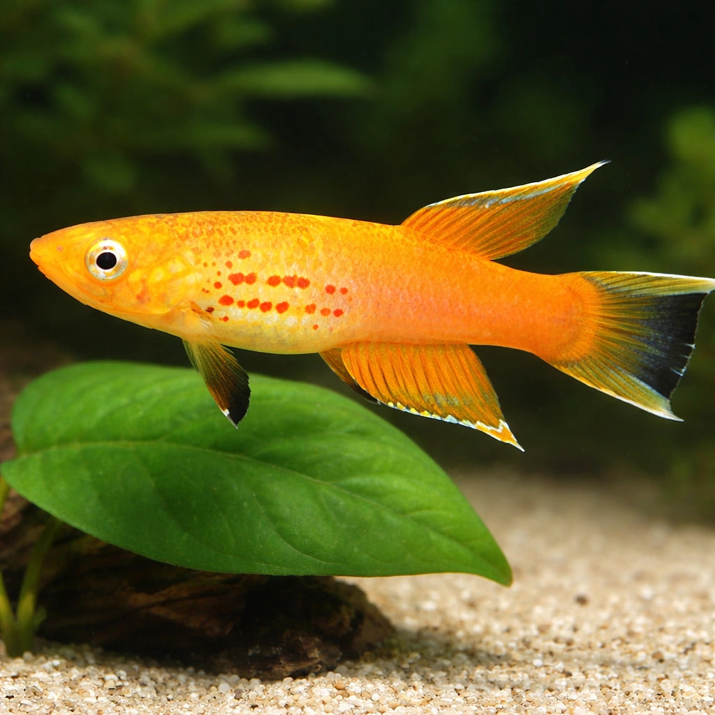 Apyosemion australe gold 3 - — tropical fish for sale UK — AI scale plant view