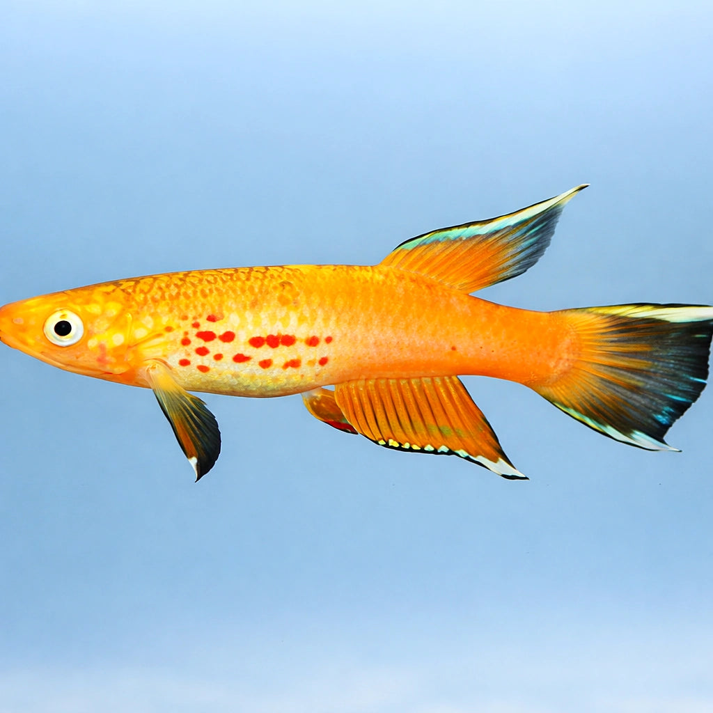 Apyosemion australe gold 3 - — tropical fish for sale UK — AI side clean view