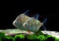 Striped Silver Dollar (Metynnis fasciatus) - UK (Metynnis fasciatus) — Add a striking striped silver dollar to your tank for…