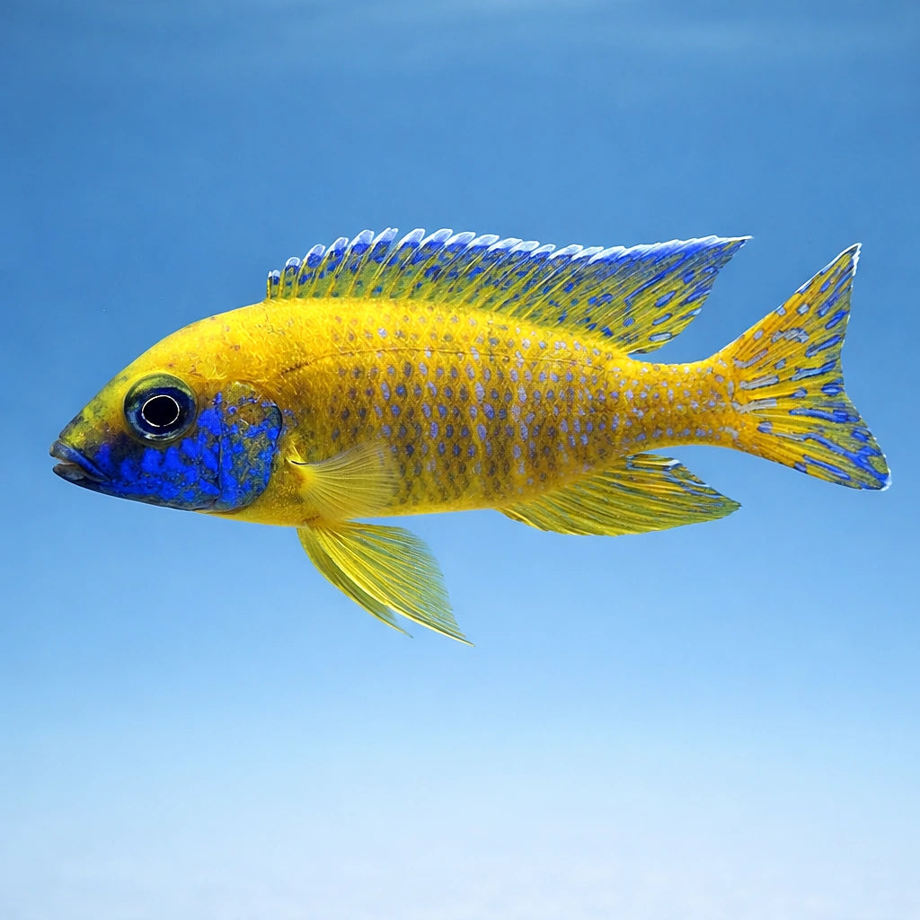 Nkhomo-Benga Peacock Cichlid (Aulonocara baenschi) (Aulonocara baenschi) — A brilliantly coloured Peacock cichlid endemic to…