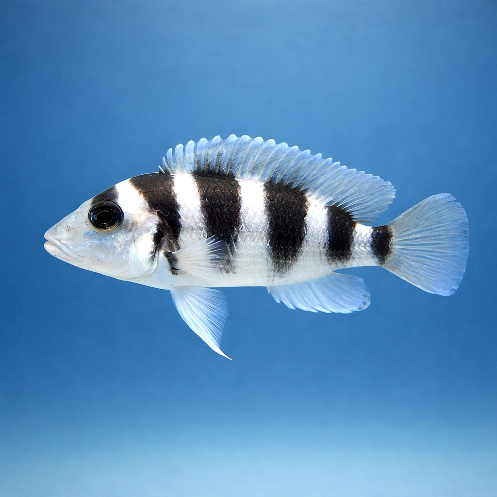 Five Bar Cichlid — Five-Barred Lamprologus - Aquarium Fish UK (Neolamprologus tretocephalus) — Buy Five-Barred Lamprologus…
