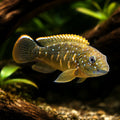 aquarium fish UK — Lake Tanganyika Cichlids for sale UK — AI hero driftwood view