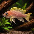 Neolamprologus Falcicula - Aquarium Fish UK (Neolamprologus falcicula) — Add a rare Tanganyikan cichlid to your tank with…