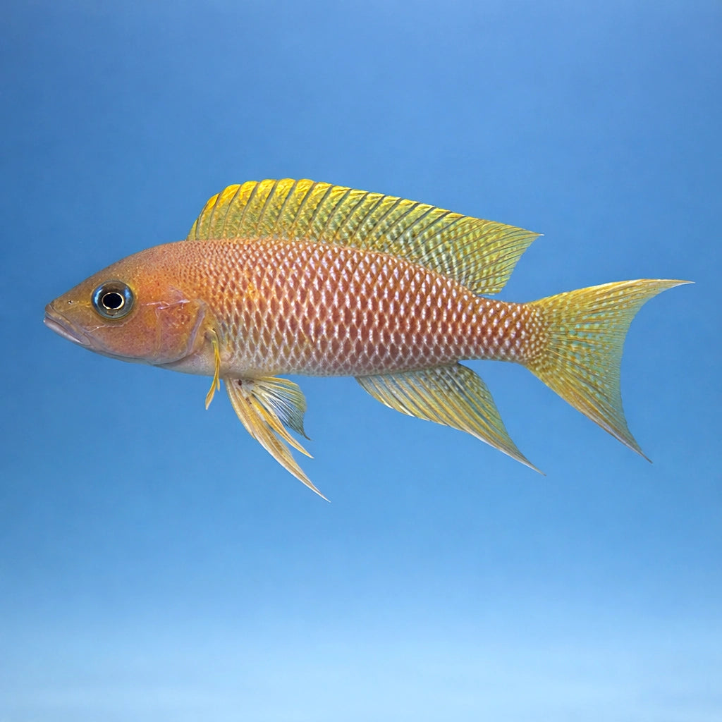 Neolamprologus Falcicula - Aquarium Fish UK (Neolamprologus falcicula) — Add a rare Tanganyikan cichlid to your tank with…