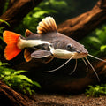 Phractocephalus hemioliopterus - Aquarium Fish UK (Phractocephalus hemioliopterus) — Buy Phractocephalus hemioliopterus, a…