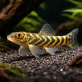 Zebra Loach (Nemacheilus triangularis) - UK (Mesonoemacheilus triangularis) — Add the striking Zebra Loach to your community…