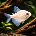 Gold Widow Tetras - Gymnocorymbus Ternetzi «Gold» - South American Tetras, Stunning Tropical Fish That Thrive in Peaceful…