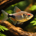 Pretty Tetras - Hemigrammus Pulcher - Garnet Tetra - South American Tetras, Stunning Tropical Schooling Fish for Peaceful…