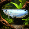 Arawana blue — tropical fish for sale UK — AI hero driftwood view