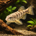 Archaster typicus M — tropical fish for sale UK — AI hero driftwood view