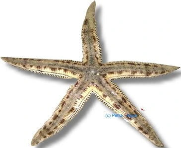 Archaster typicus sand sifting starfish on fine marine sand in a saltwater aquarium
