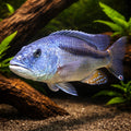  — tropical fish for sale UK — AI hero driftwood view