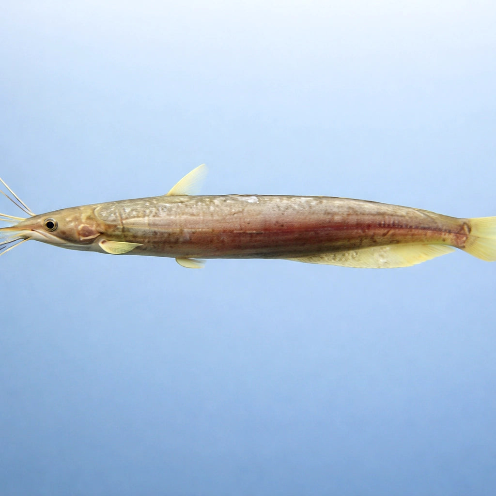 Asiatic Brown Catfish, — tropical fish for sale UK — AI side clean view